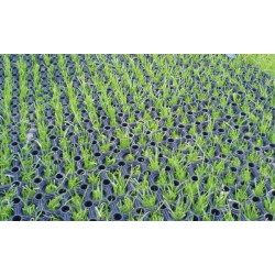 Žaidimų aikštelių danga Grass