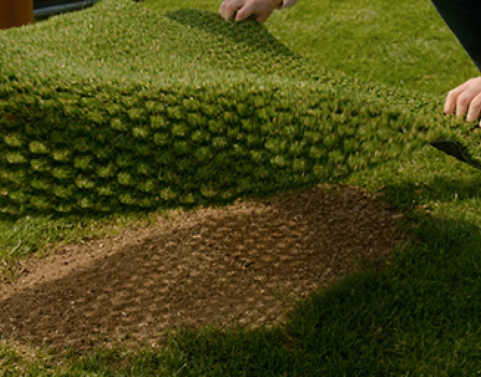 Hibridinė žolė – gamtos ir technologijų derinys